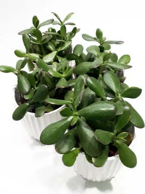 Sak.cv crassulu ovata 510.20 Veletex