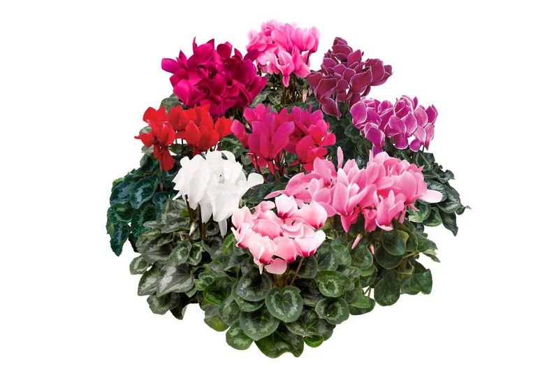 Sak.cv.cycl midi sup.ser.allure mix 10.5.20 Veletex